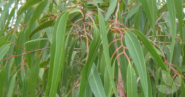 eucalyptus citriodora